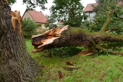 landschaftsbau-hofmann-baumfaellarbeiten-slider02