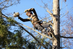 landschaftsbau-hofmann-baumfaellarbeiten-slider03