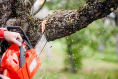 landschaftsbau-hofmann-baumfaellarbeiten-slider04