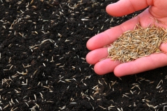 landschaftsbau-hofmann-rasen-slider06