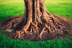 landschaftsbau-hofmann-wurzelstock-und-rodung-slider02