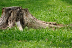 landschaftsbau-hofmann-wurzelstock-und-rodung-slider03